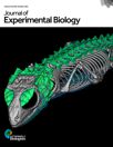 Kéver, L., D. Olivier, A. Marghoub, S.E. Evans, M.K. Vickaryous, M. Moazen and A. Herrel (2022) Biomechanical behavior of lizard osteoderms and skin under external loading. 

J. Exp. Biol. 225: jeb244551.